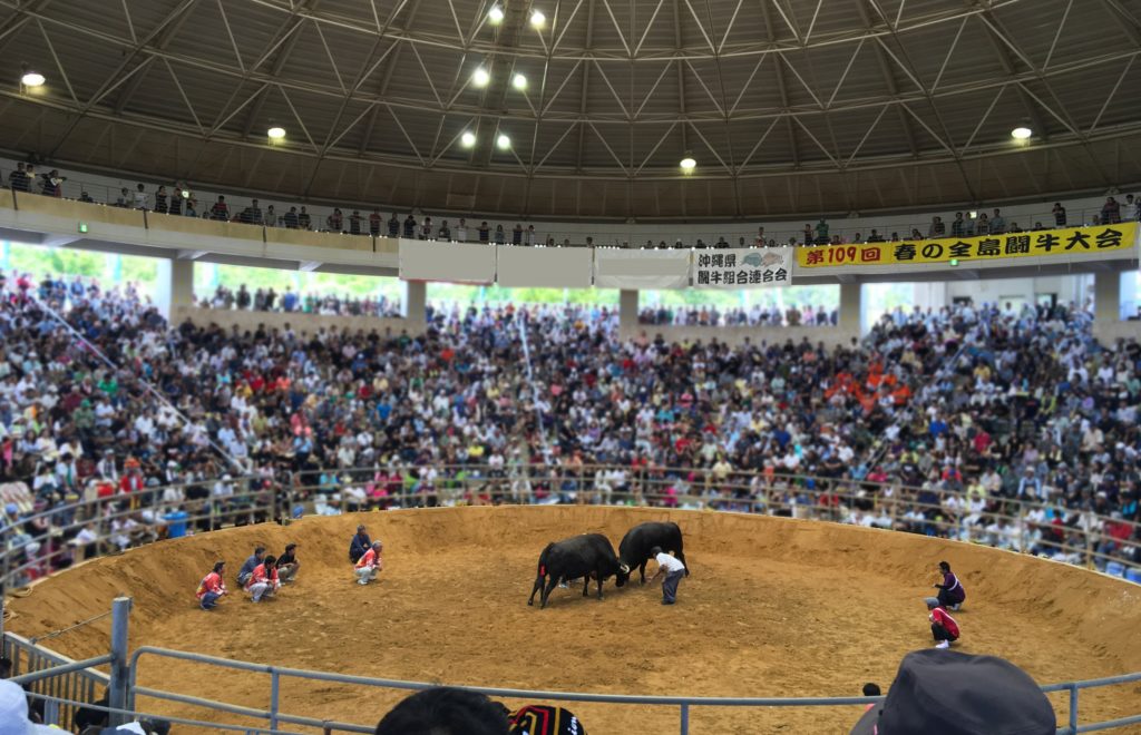 土俵に上がれる 横綱に乗れる 全島闘牛大会はサービス満点の明るいイベントだった 沖縄のはじっこを見に行く 3 Okinawa41