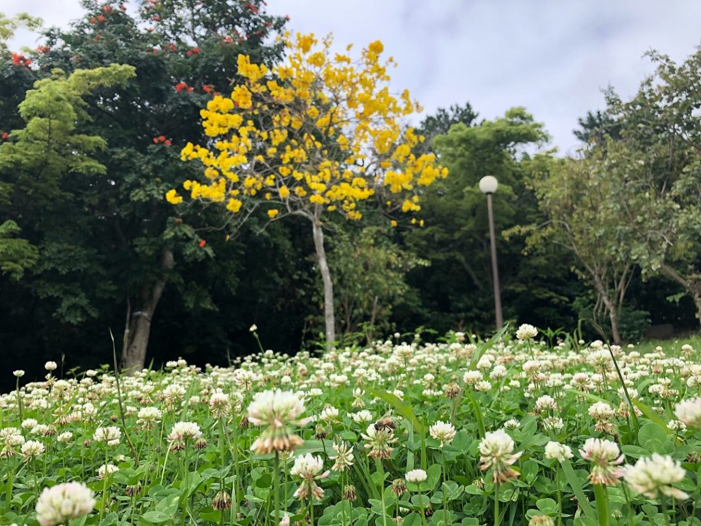 秘密の花園 Okinawa41