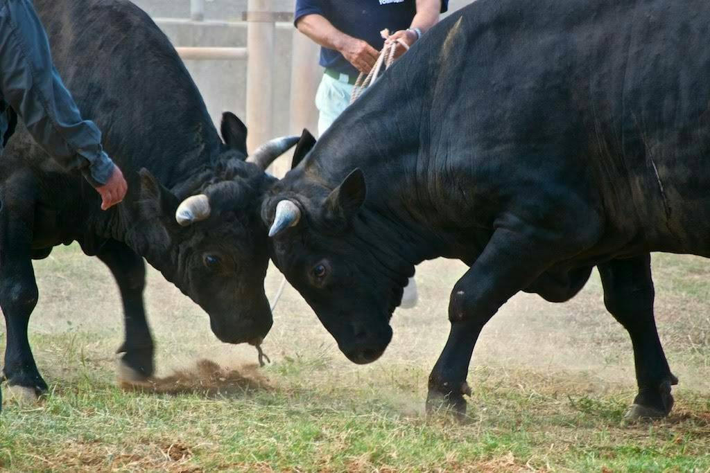 日本最西端の島で開催される『夏の闘牛大会』