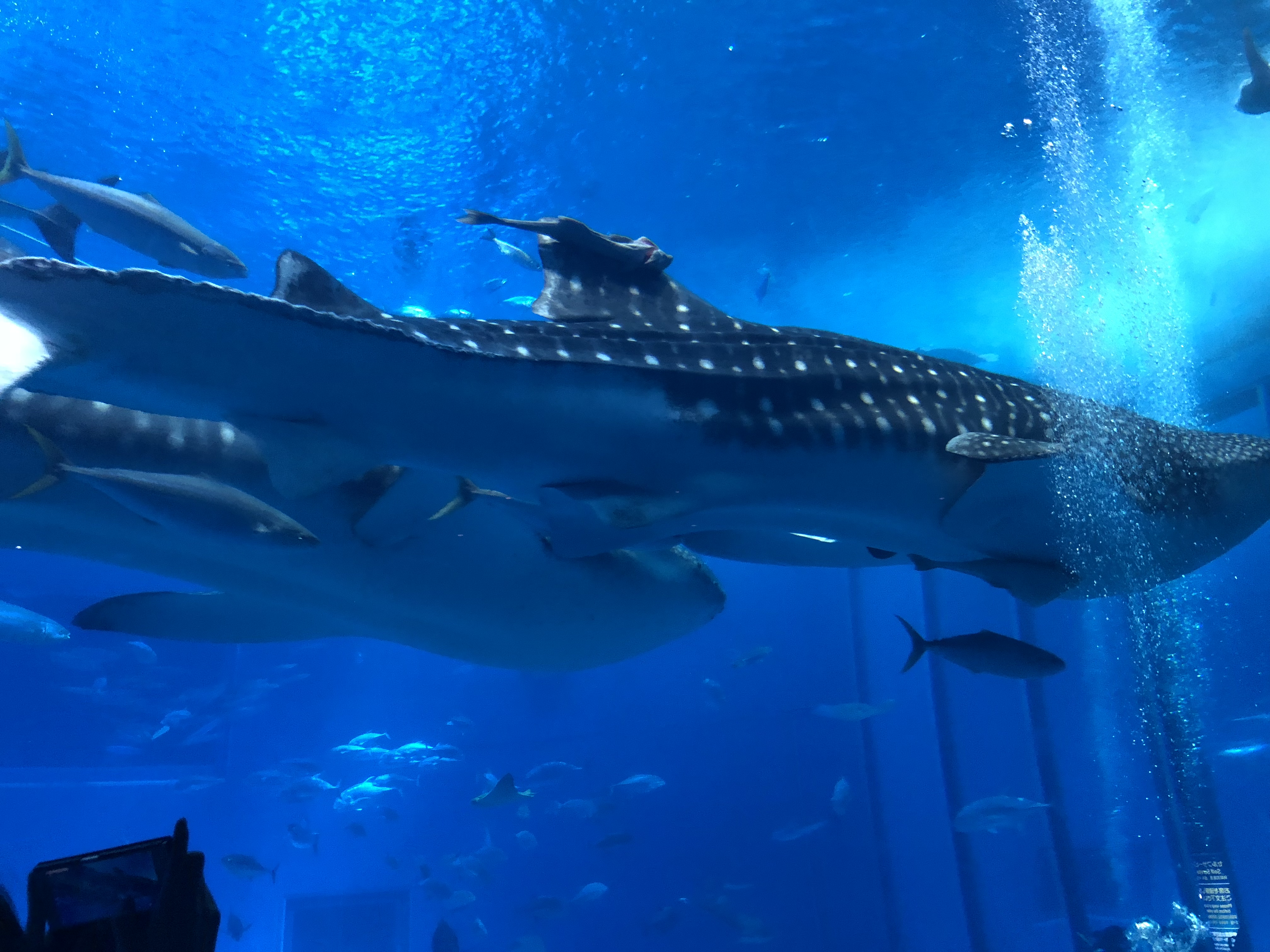 未使用☆美ら海水族館 ジンベイザメ メモ帳 2セット - メルカリ