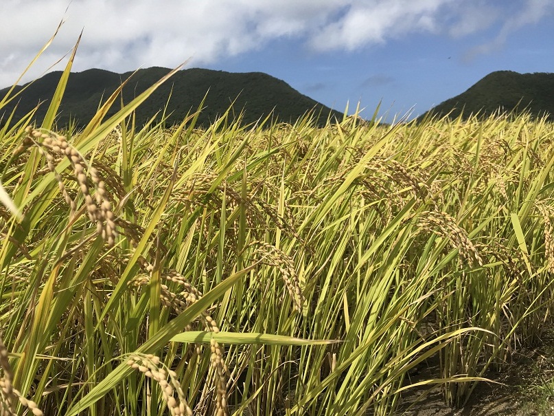 伊平屋島山の麓に広がる黄金色の稲