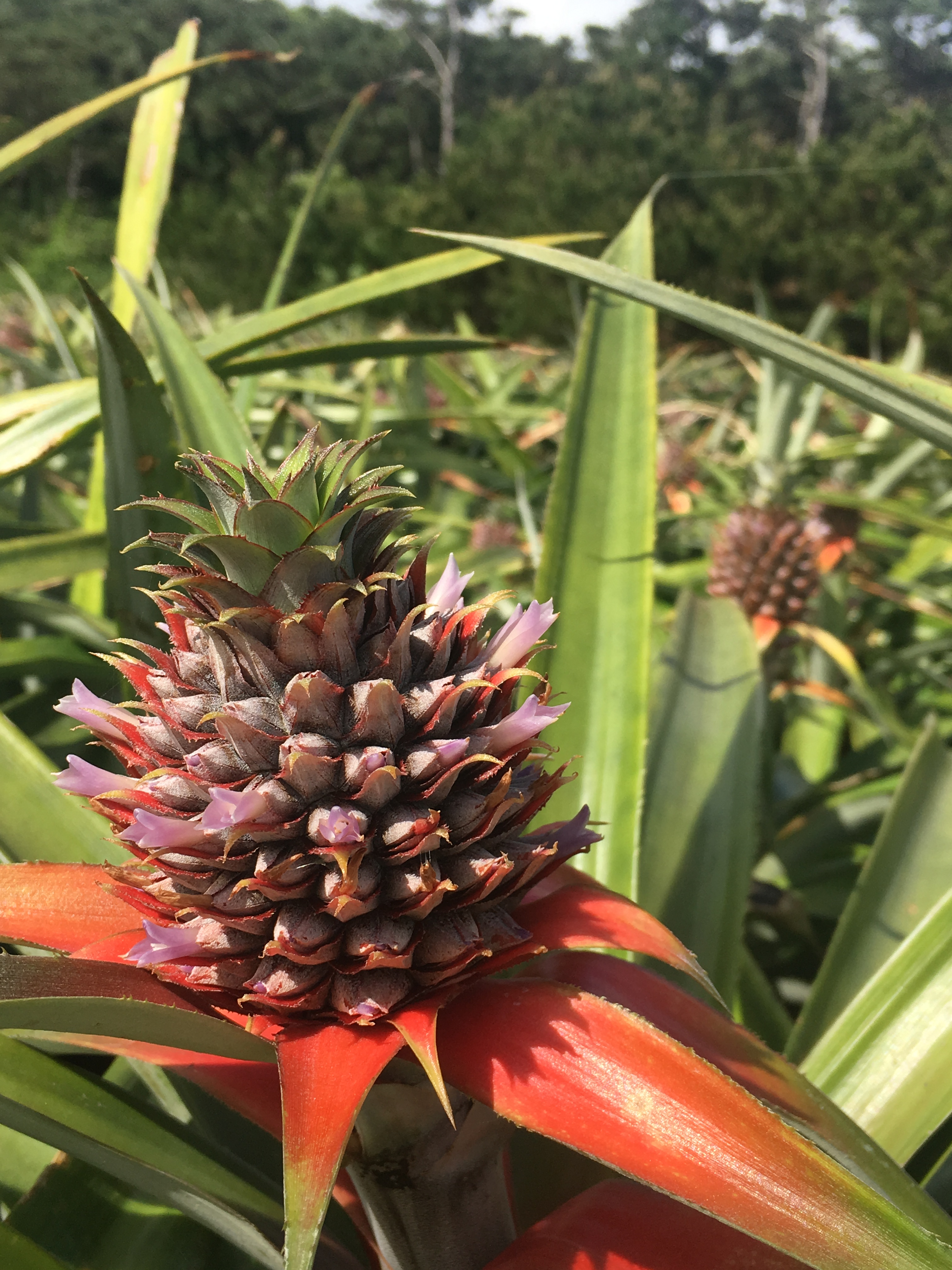 パイナップルの花 どんなば Okinawa41