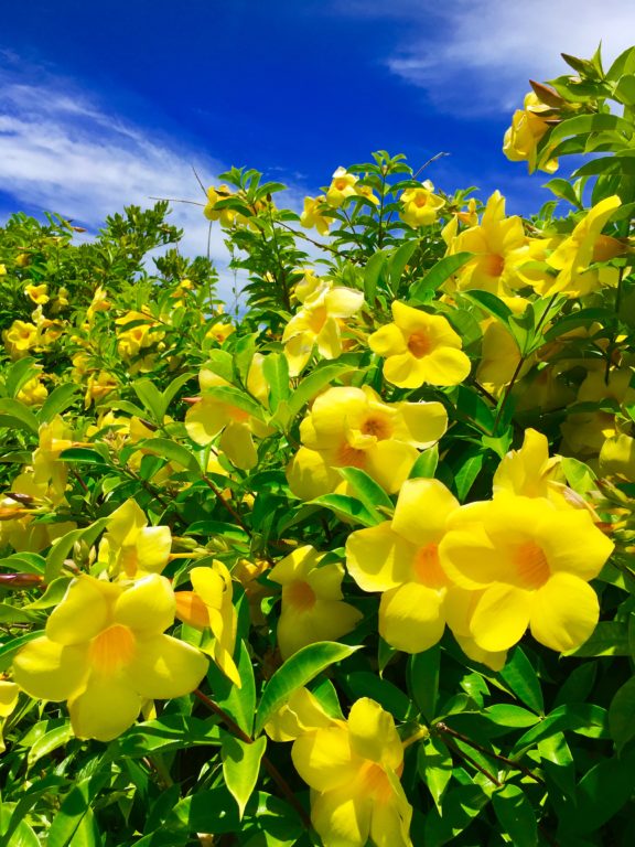幸せの黄色い花 Okinawa41
