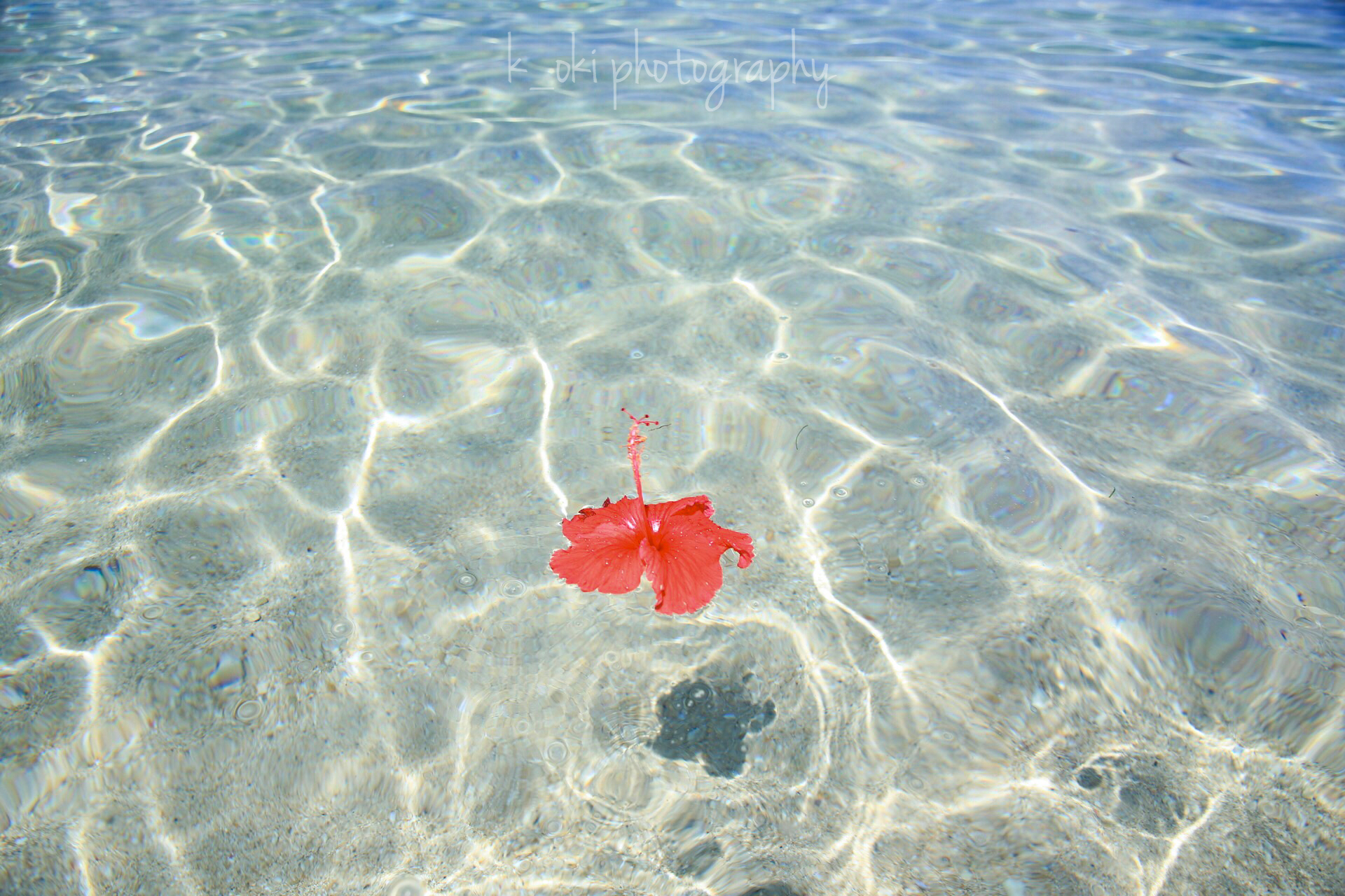 海と花 - OKINAWA41