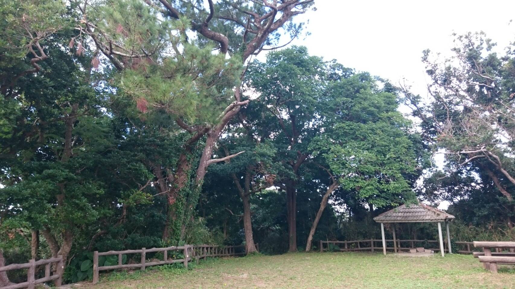 大きな松の木
