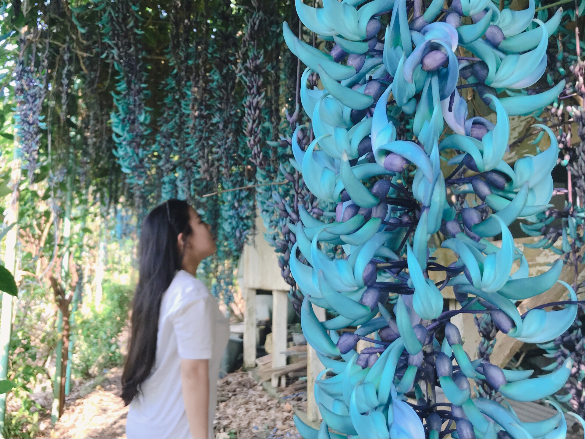 心奪われる花 翡翠葛 Okinawa41