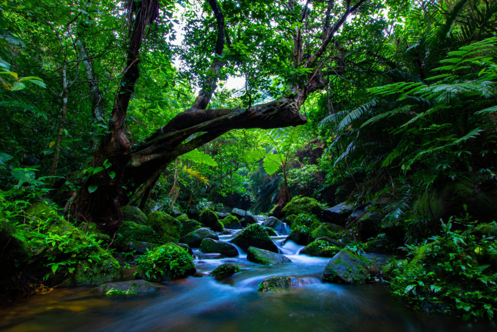 神秘の森 Okinawa41