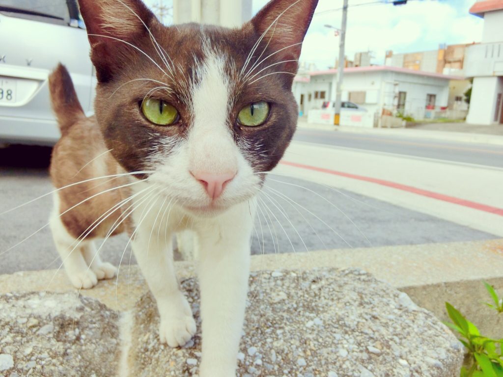 久米島のマヤー Okinawa41