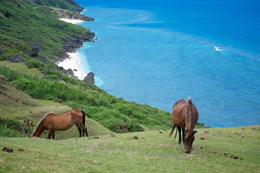 与那国馬の群れがほぼ野生に近いかたちで暮らしています