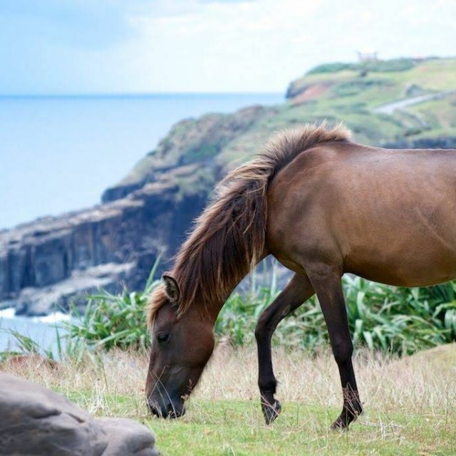 海と空に囲まれて、日本最西端の与那国馬が暮らす場所