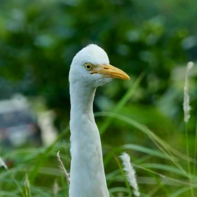 日本最西端を訪れる「鳥の人」「虫の人」