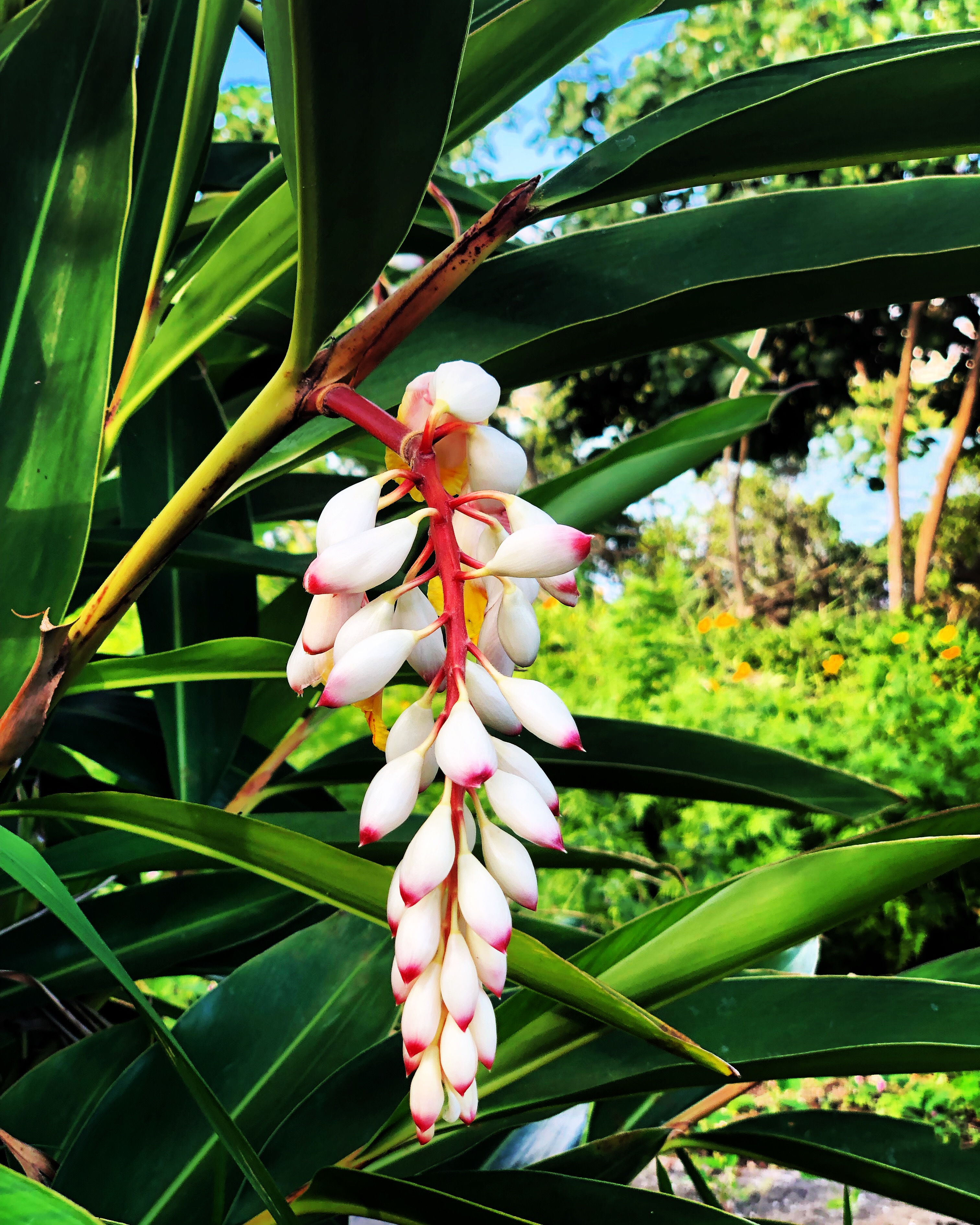 月桃の花 Okinawa41 月桃の花 Okinawa41