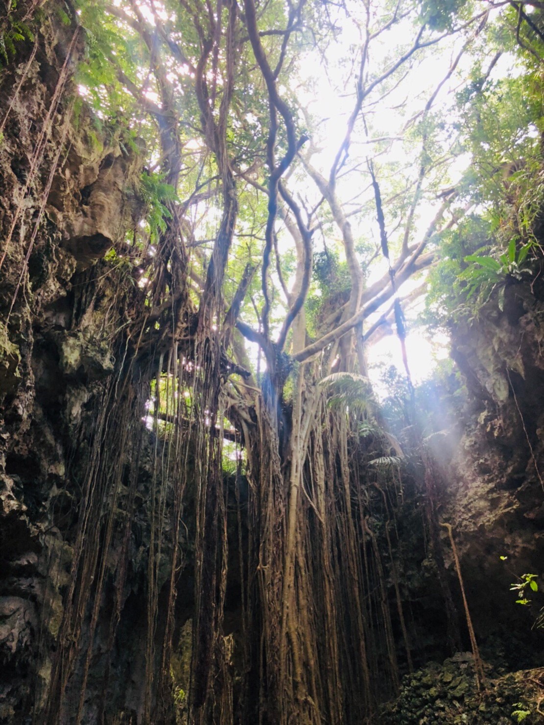 神秘的なガジュマル