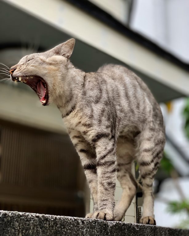 にぃぶやーなご近所さん