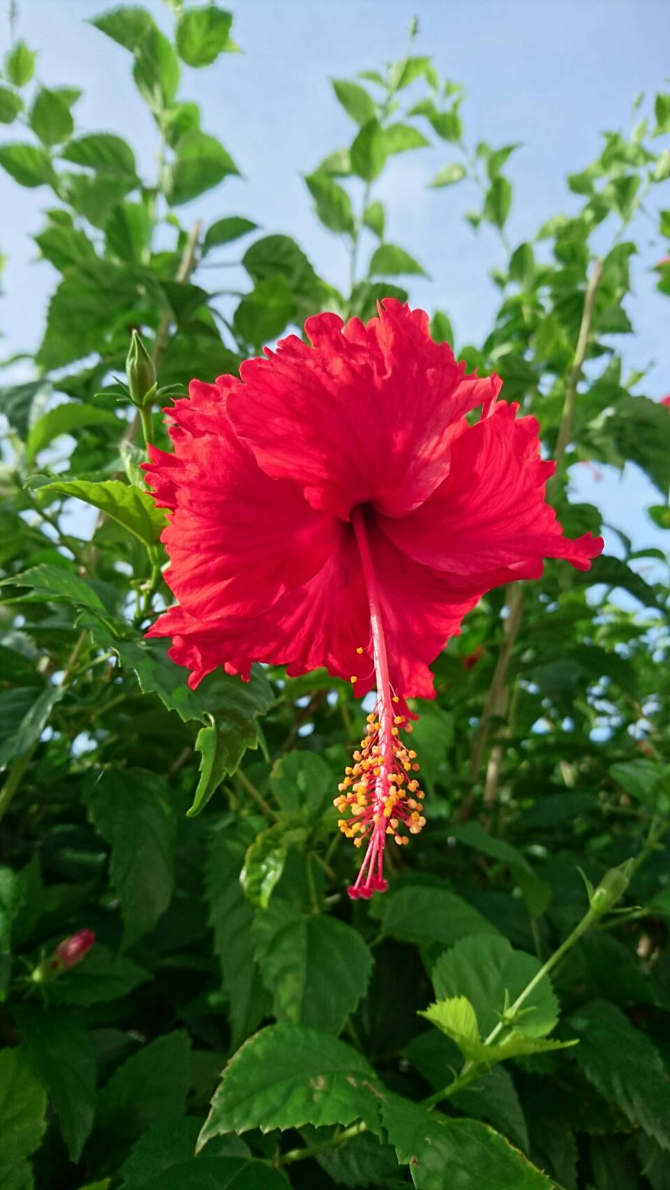 可愛い 綺麗 美しい 美味しい 日本最西端のハイビスカス Okinawa41