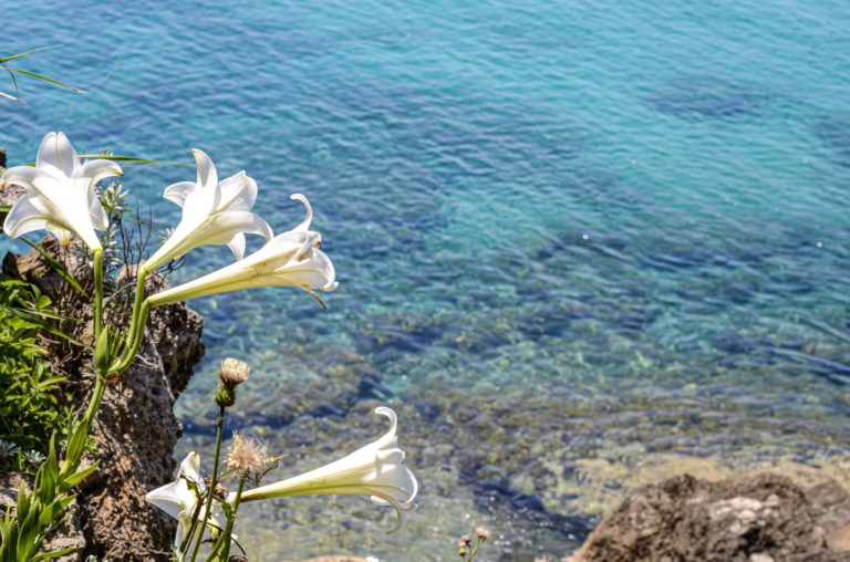 海に向き咲く花 OKINAWA41 海に向き咲く花 OKINAWA41