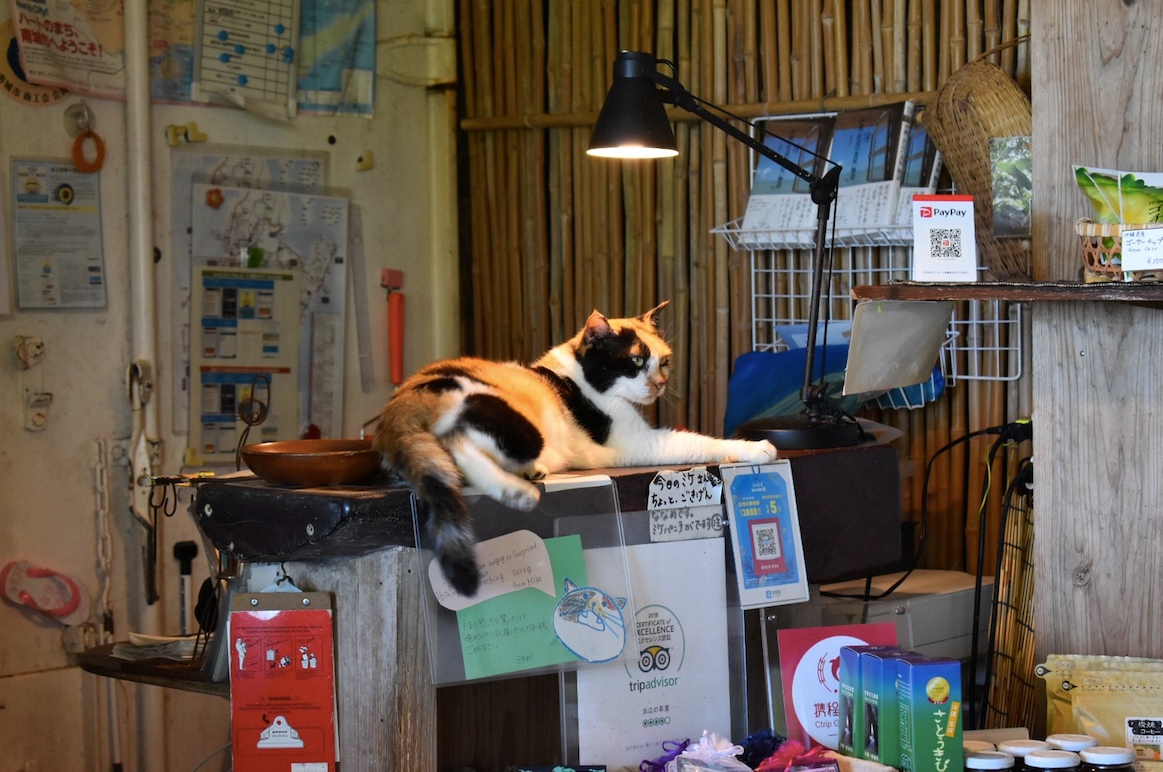 看板猫の「ミケちゃん」