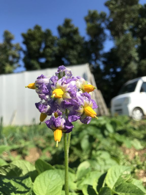 最南端のジャガイモの花 Okinawa41