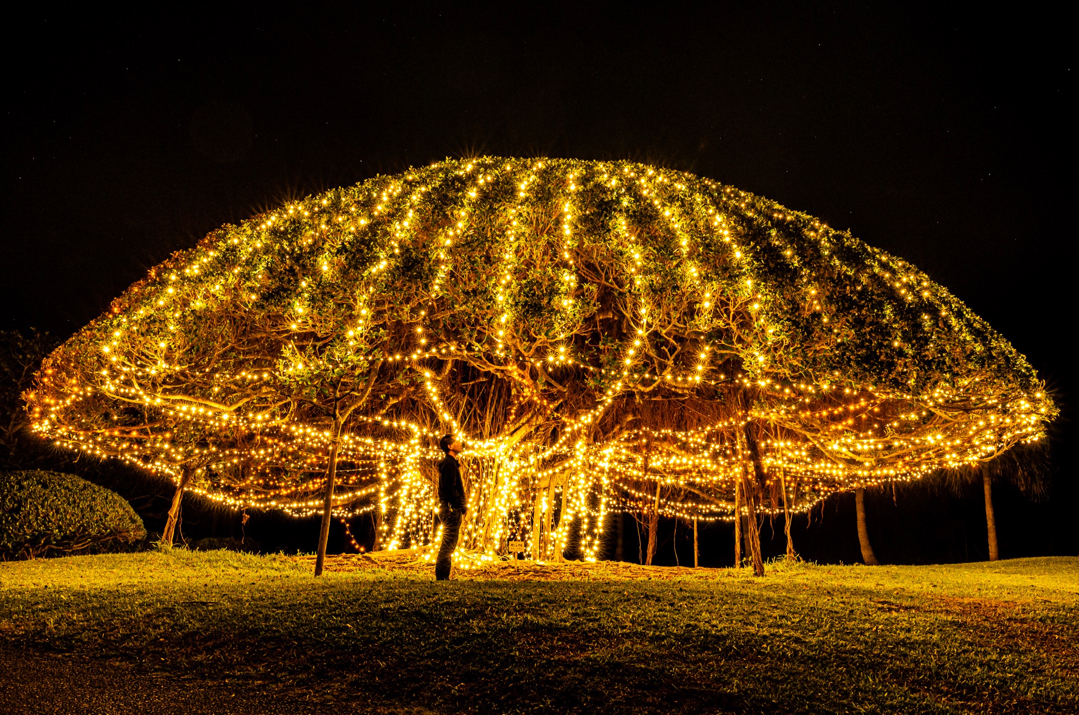 宮古島　ガジュマル　（水彩画） 宮古島の森 ガジュマル[10858000009]の写真・イラスト素材｜アマナ