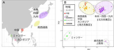 西太平洋にあるアコヤガイ個体群の分布。