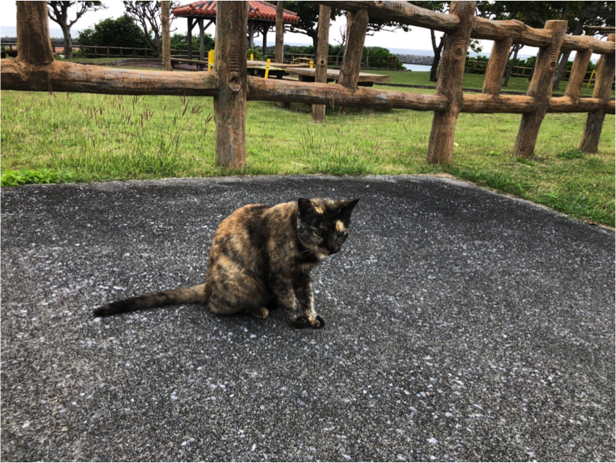 久高島のネコがお出迎え