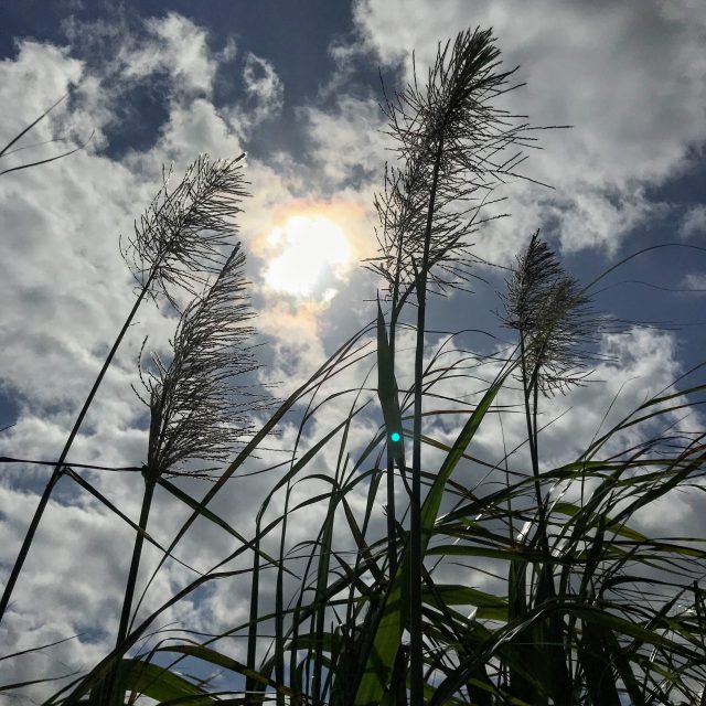 冬の風物詩！ウージ大国OKINAWA