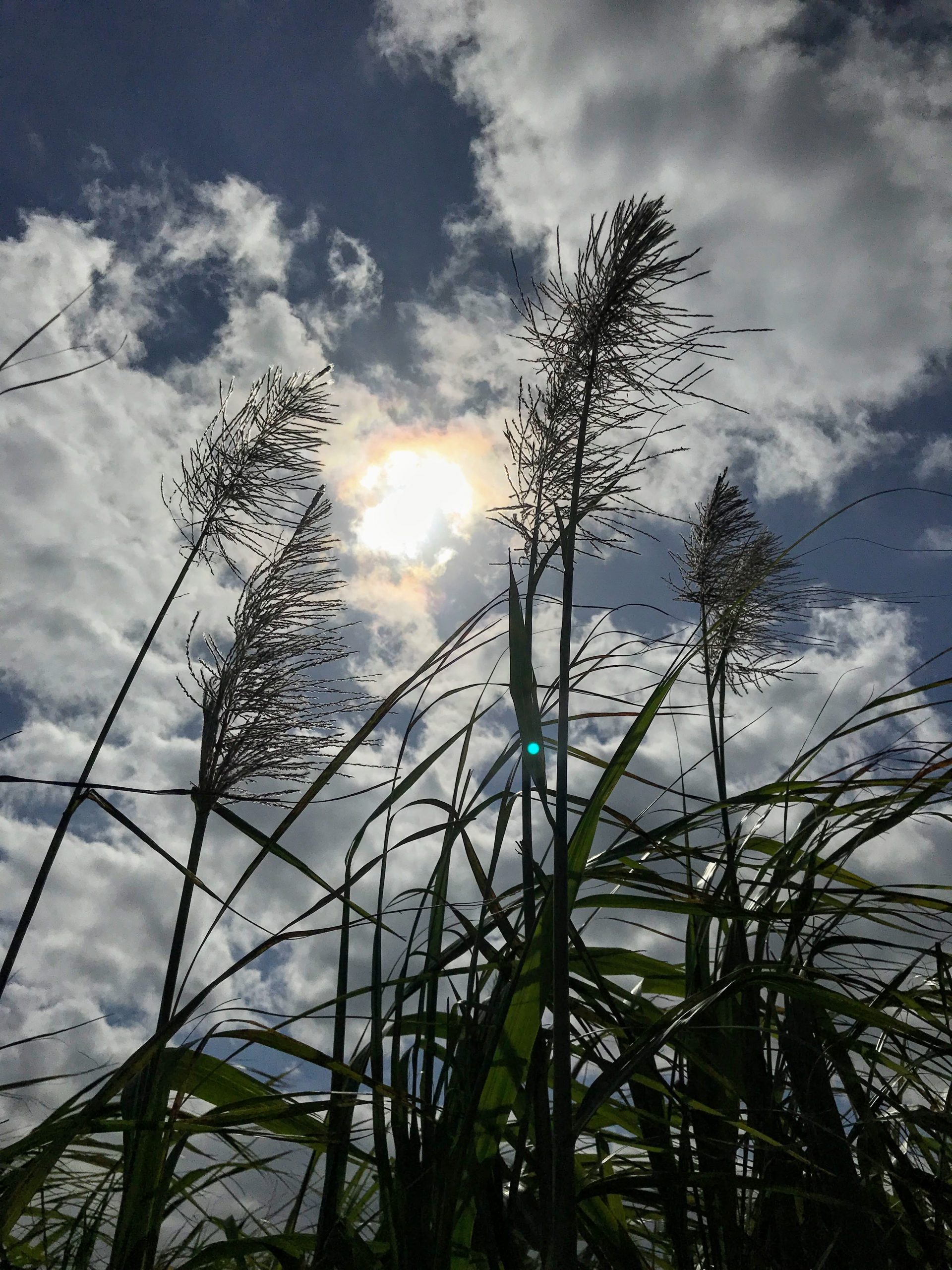 ウージに咲く花