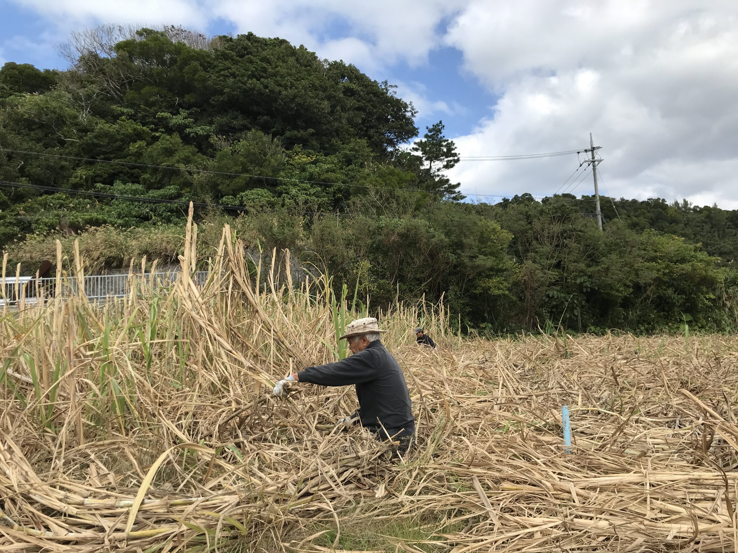 サトウキビを手刈りする