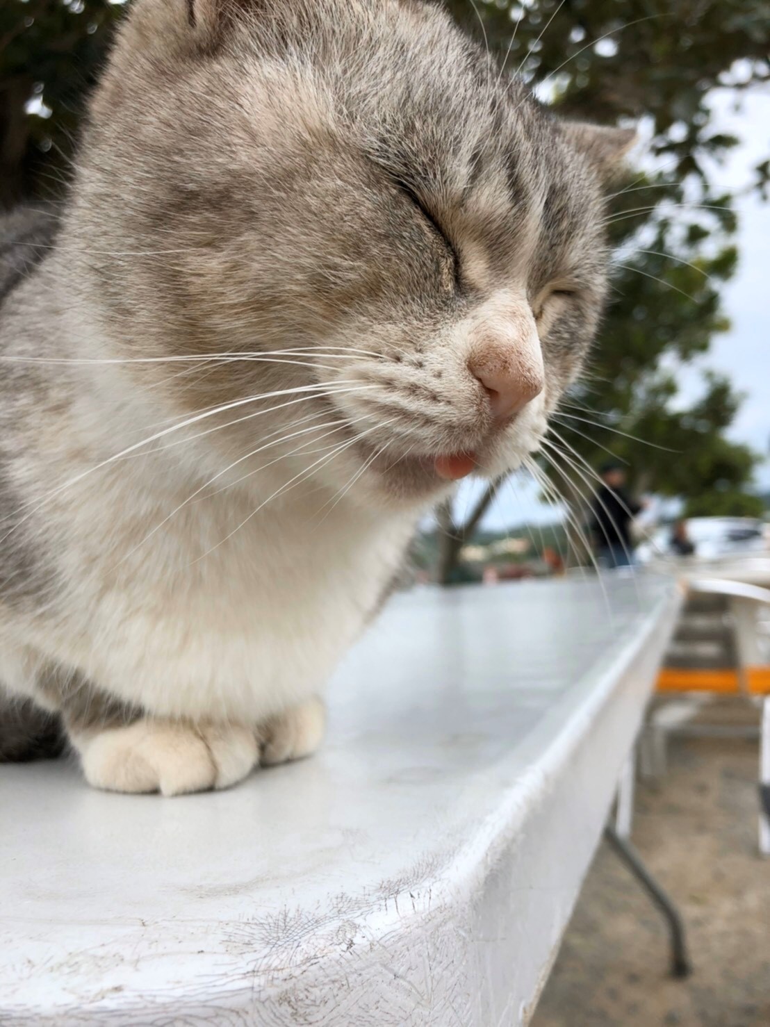 大城てんぷら店の看板猫