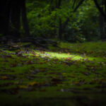 green carpet