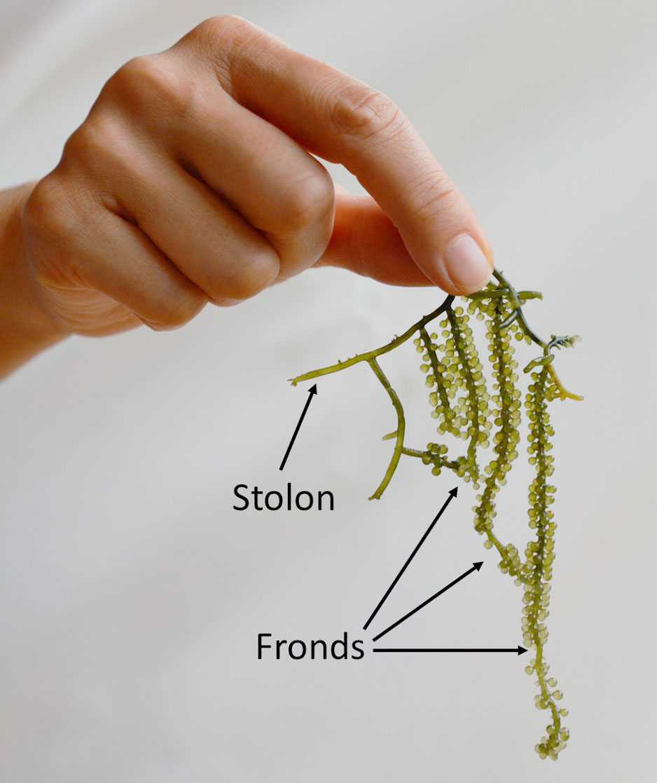 海ぶどうの体：果物のブドウに似た房の部分(Fronds)とつた状上の部分(Stolon)