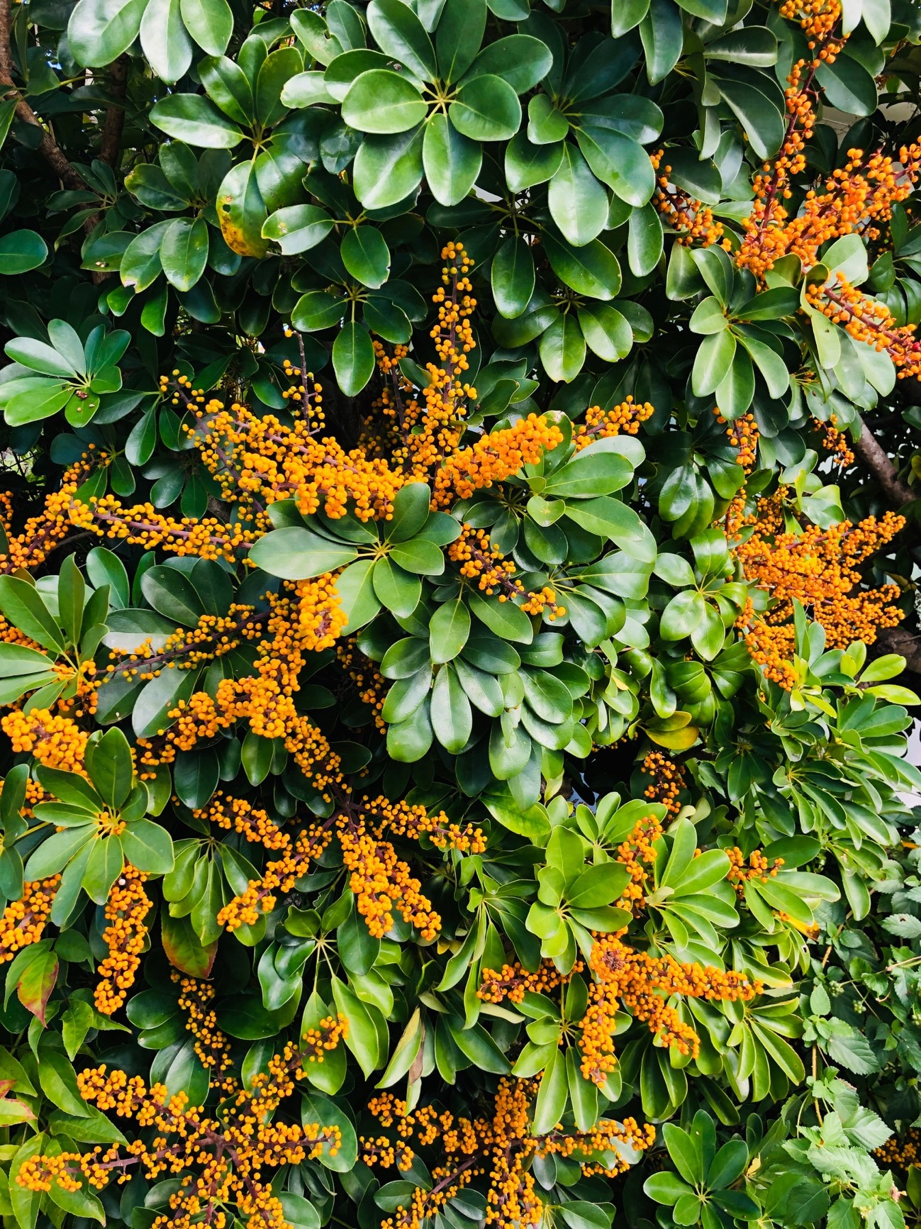 港川ステイツサイドタウンにある植物