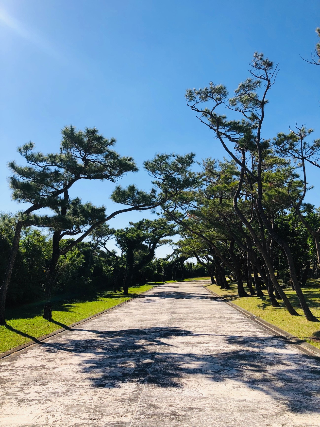 沖縄県糸満市「平和祈念公園」の松（リュウキュウマツ）