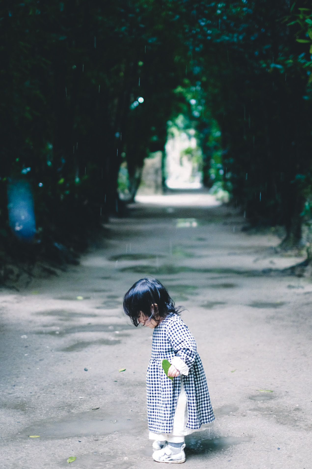 雨のフクギ並木 Okinawa41 雨のフクギ並木 Okinawa41