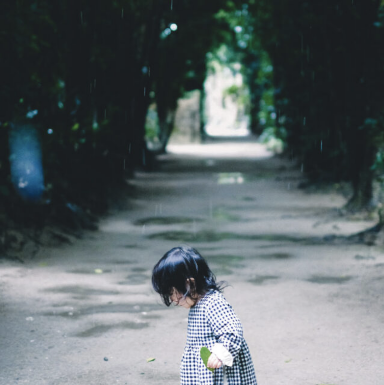 雨のフクギ並木