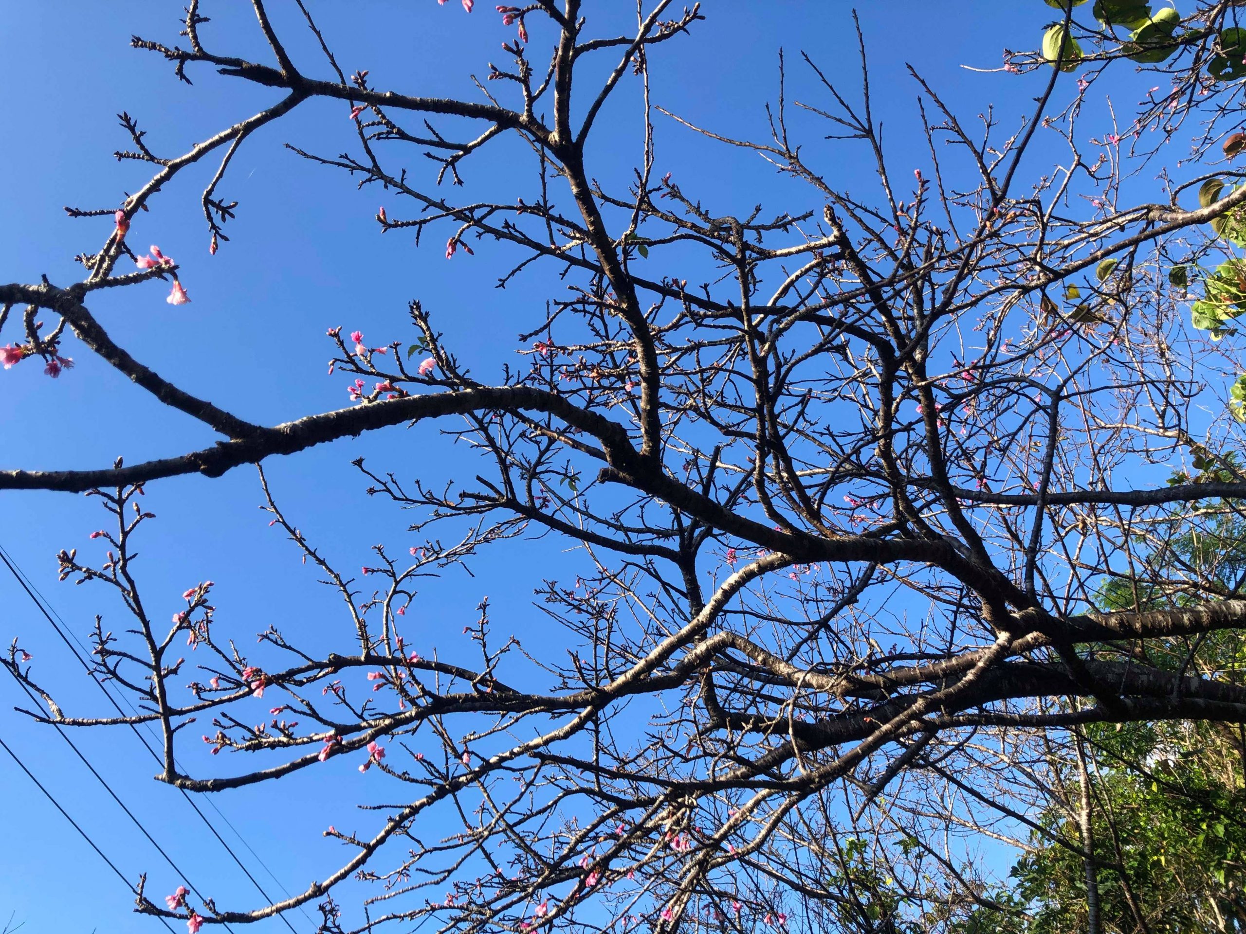 多野岳の桜がちらほら