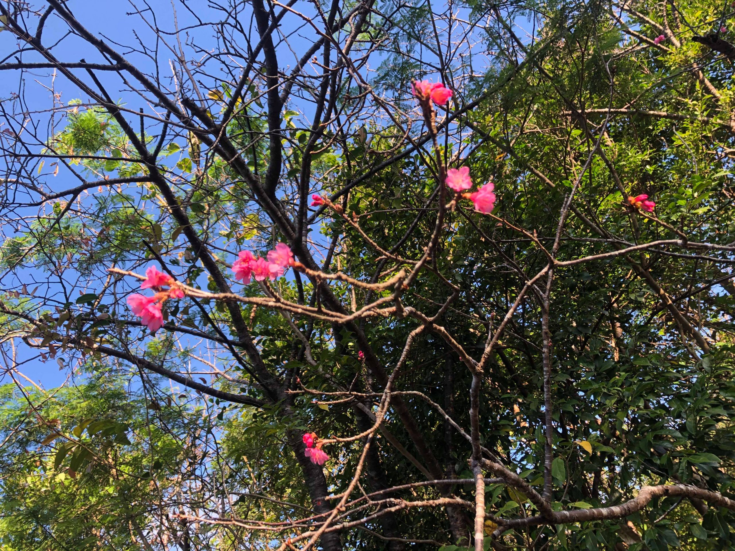 多野岳の桜がちらほら