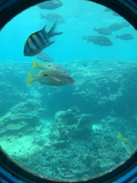 ブセナ海中展望塔魚