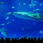 沖縄水族館写真展２-2_edited-1