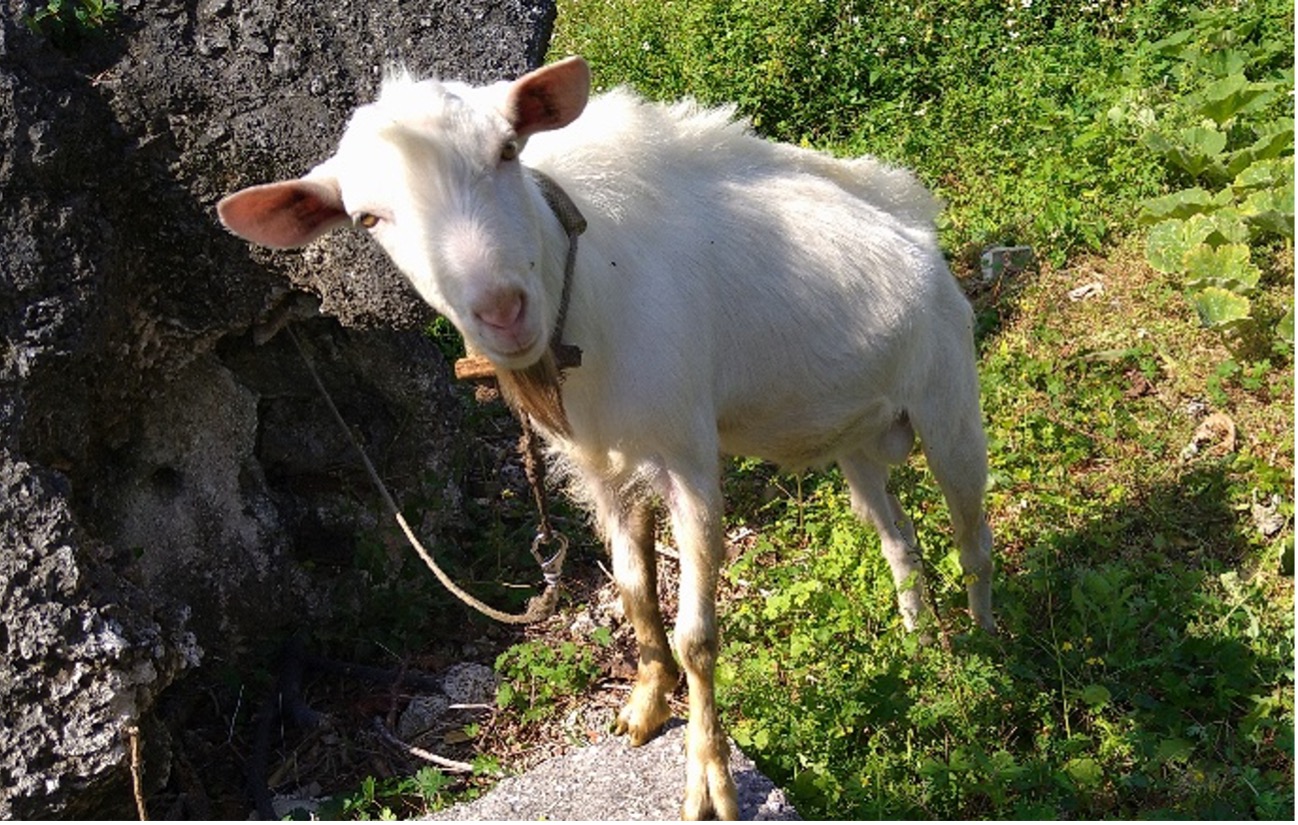 ☆それってひそかに沖縄仕様！？多良間でびっくりうちなー3不思議