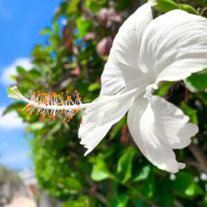 沖縄植物図鑑 Okinawa41
